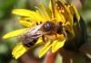 Halictus rubicundus